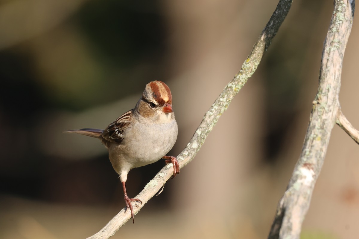 White-crowned Sparrow - ML624540463