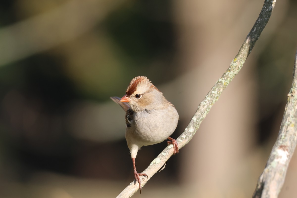 White-crowned Sparrow - ML624540464