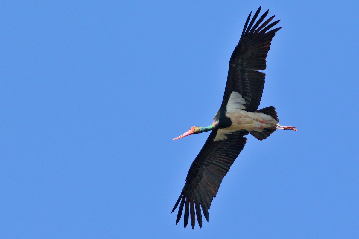 Black Stork - Paweł Szymański