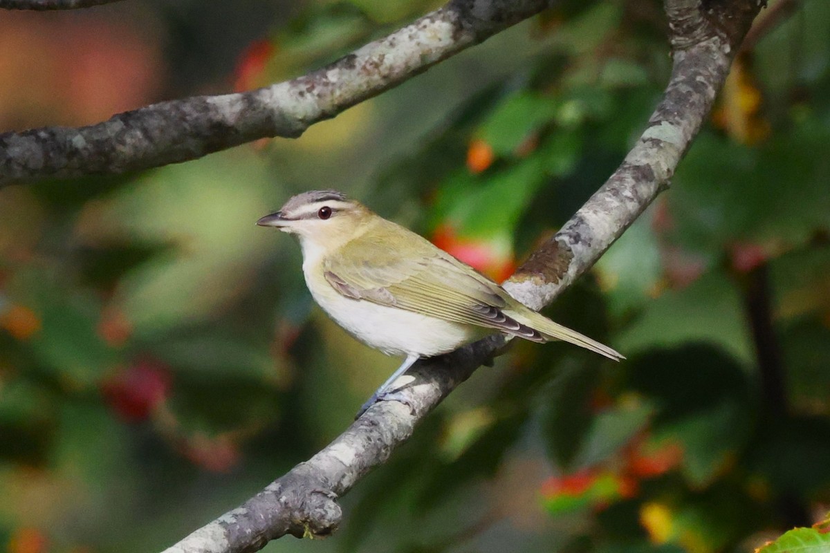 Red-eyed Vireo - ML624540466