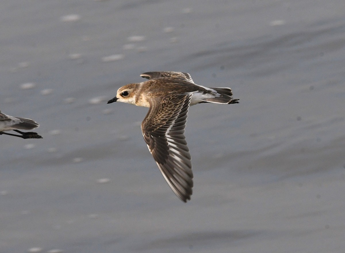 Tibetan Sand-Plover - mathew thekkethala