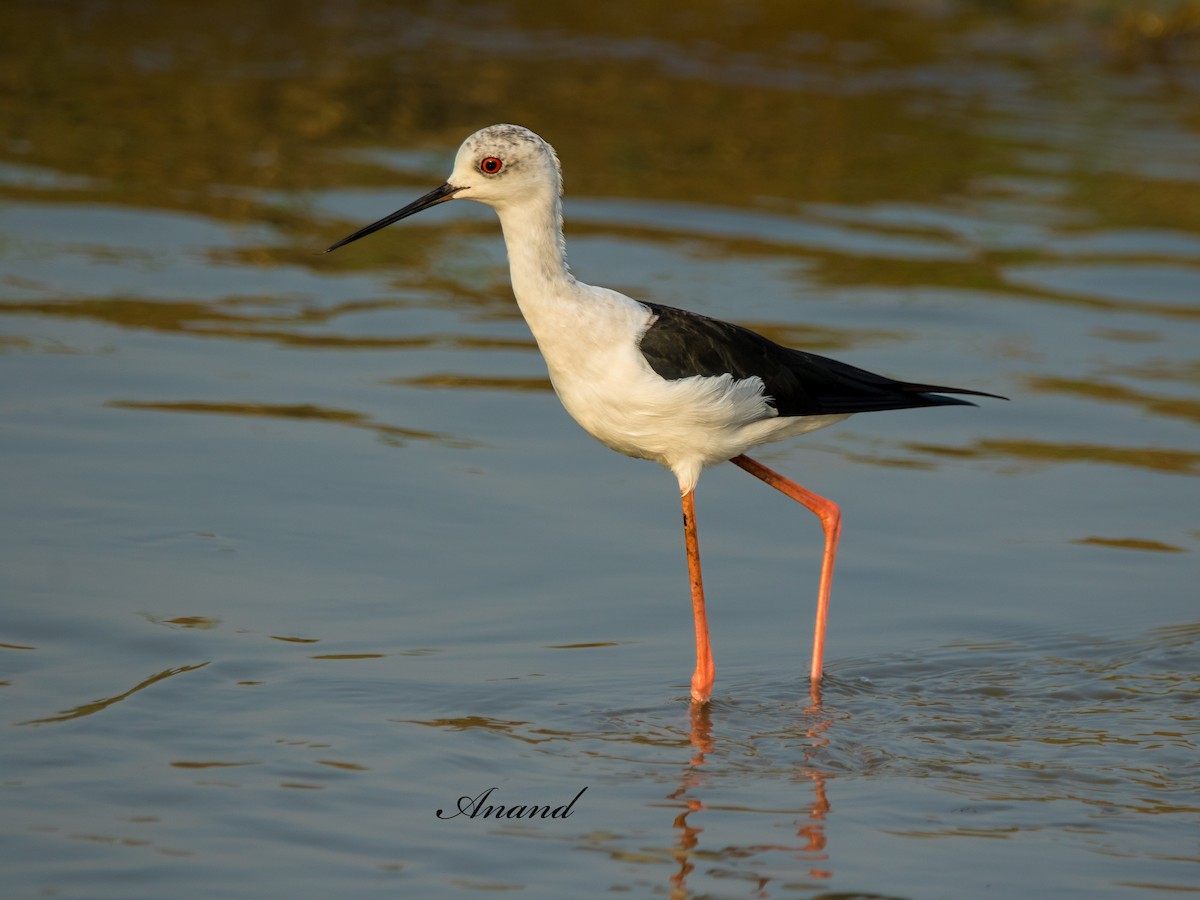 Black-winged Stilt - ML624540469