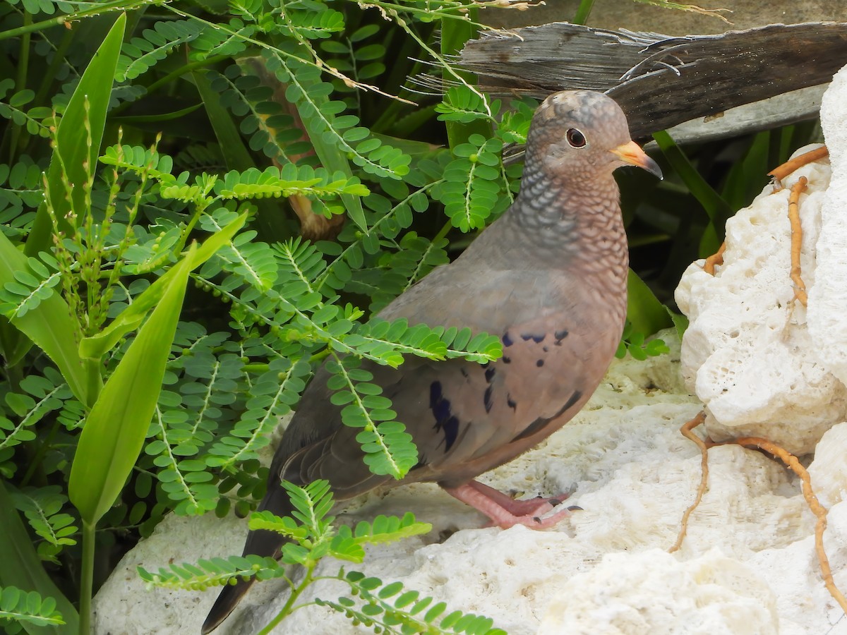 Common Ground Dove - ML624540470