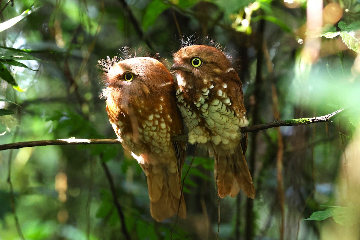 Sumatran Frogmouth - ML624540494