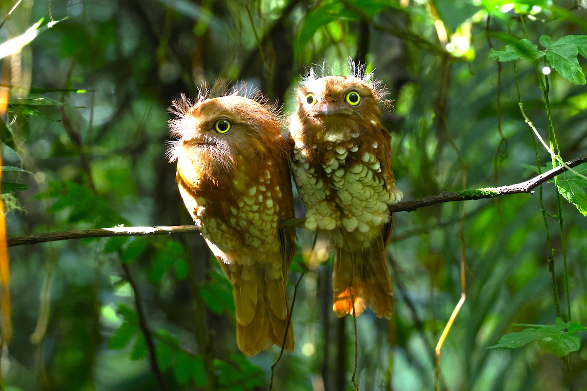 Sumatran Frogmouth - ML624540495