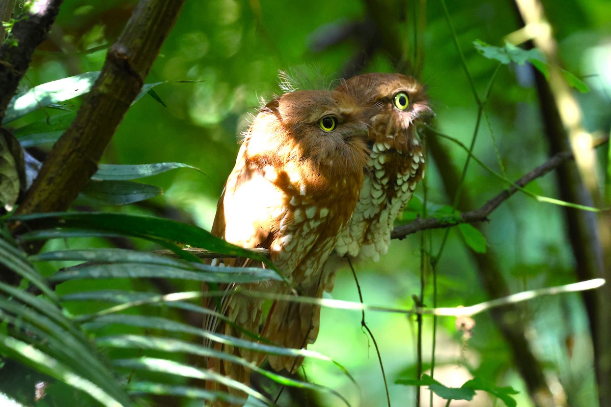 Sumatran Frogmouth - ML624540496