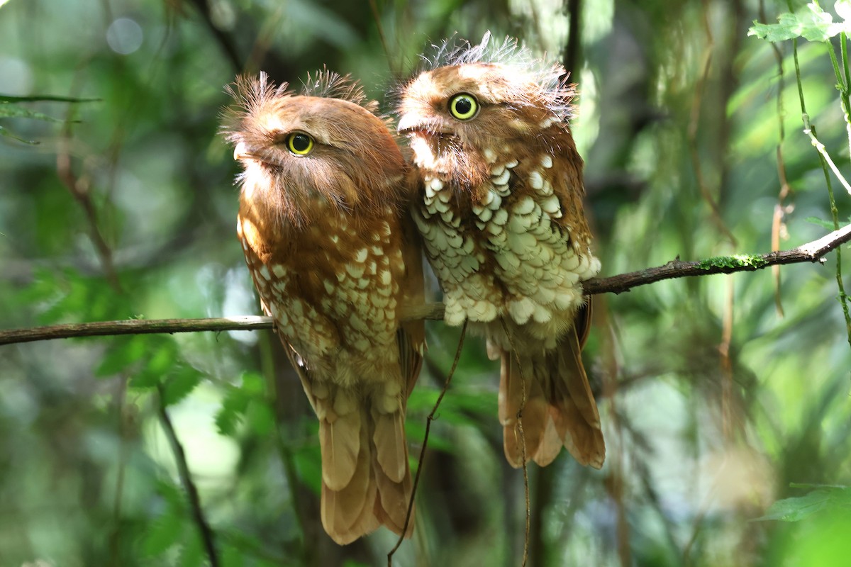 Sumatran Frogmouth - ML624540497