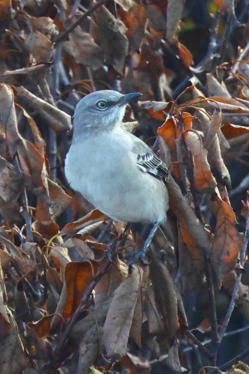 Northern Mockingbird - ML624540501