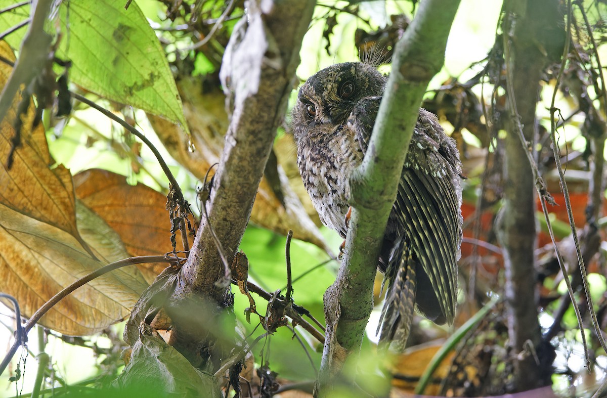 Mountain Owlet-nightjar - ML624540512