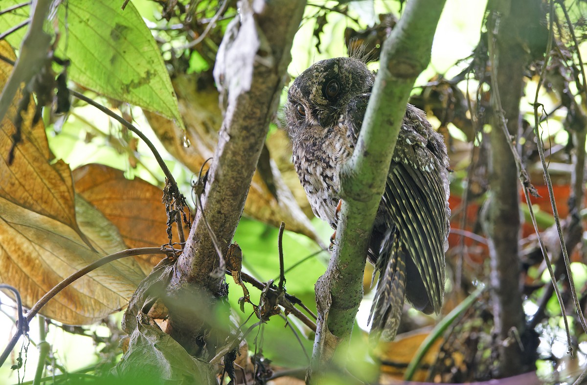 Mountain Owlet-nightjar - ML624540513