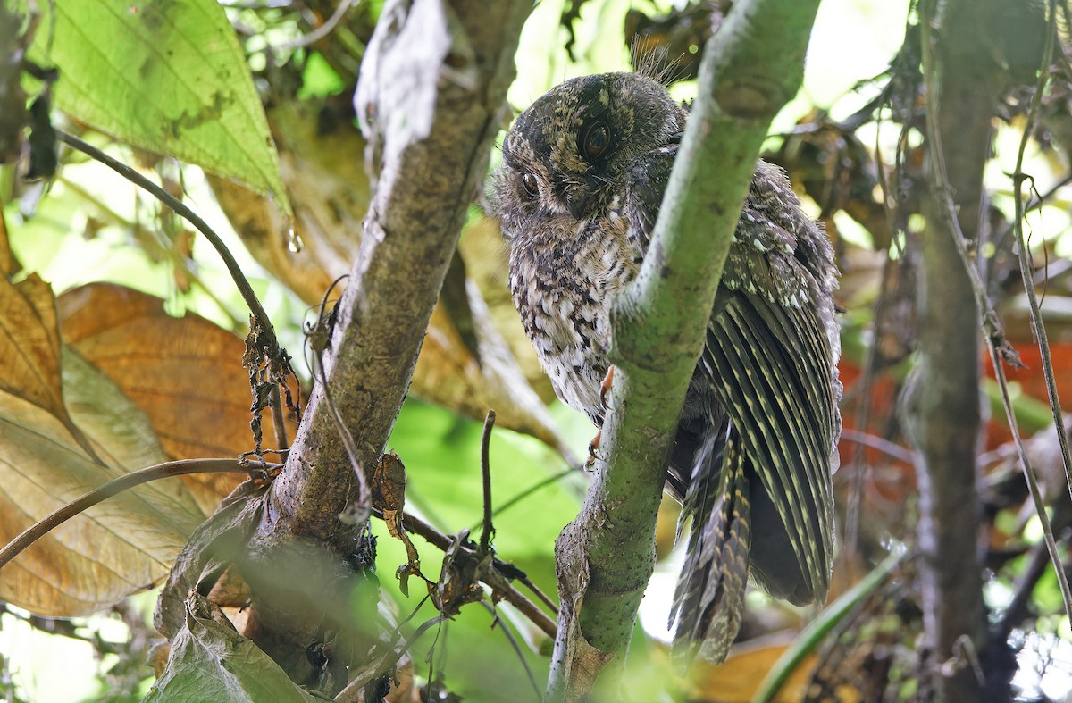 Mountain Owlet-nightjar - ML624540514