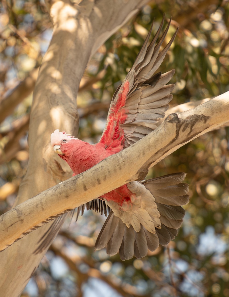 Galah - Tania Splawa-Neyman