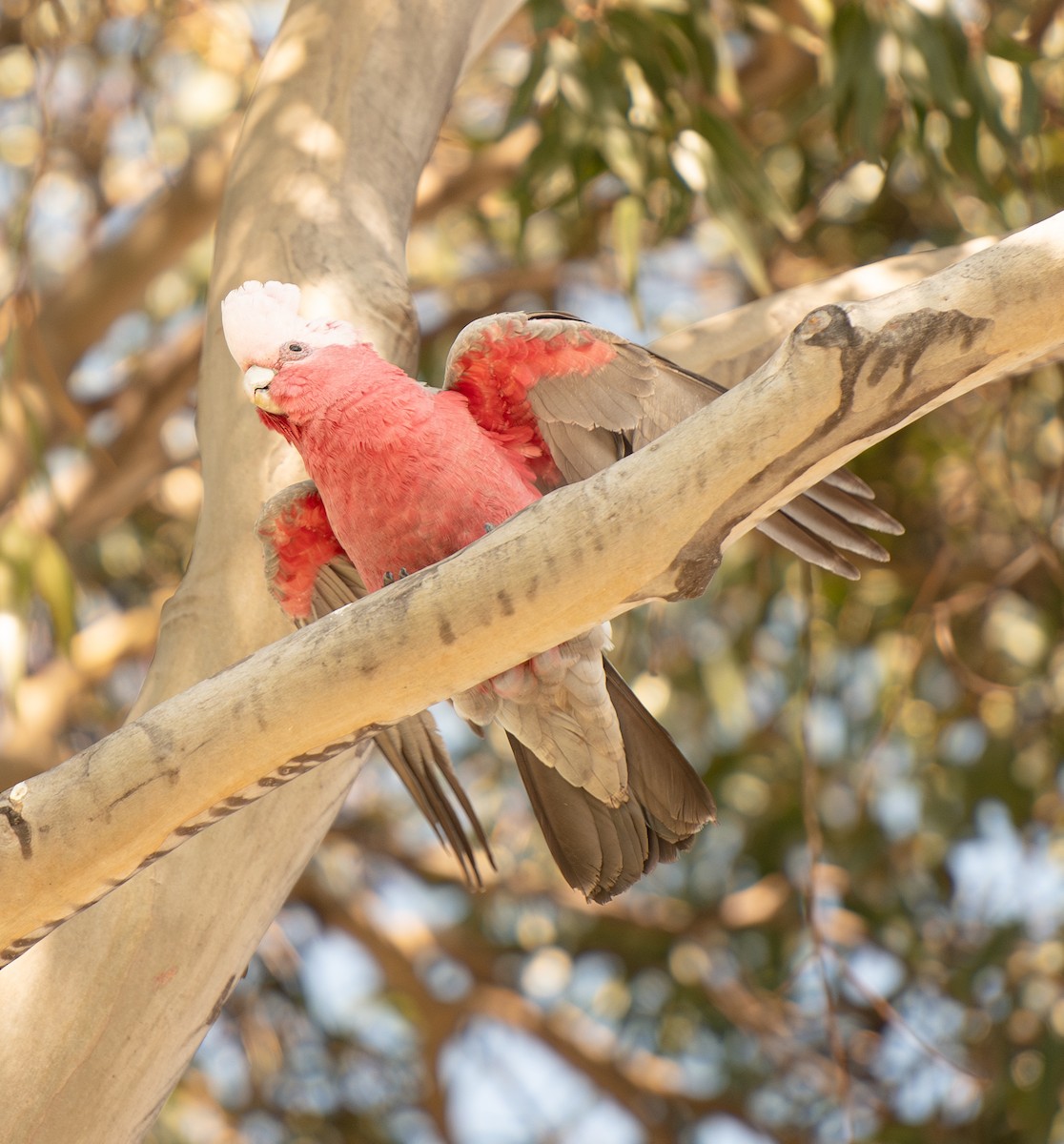 Galah - ML624540573