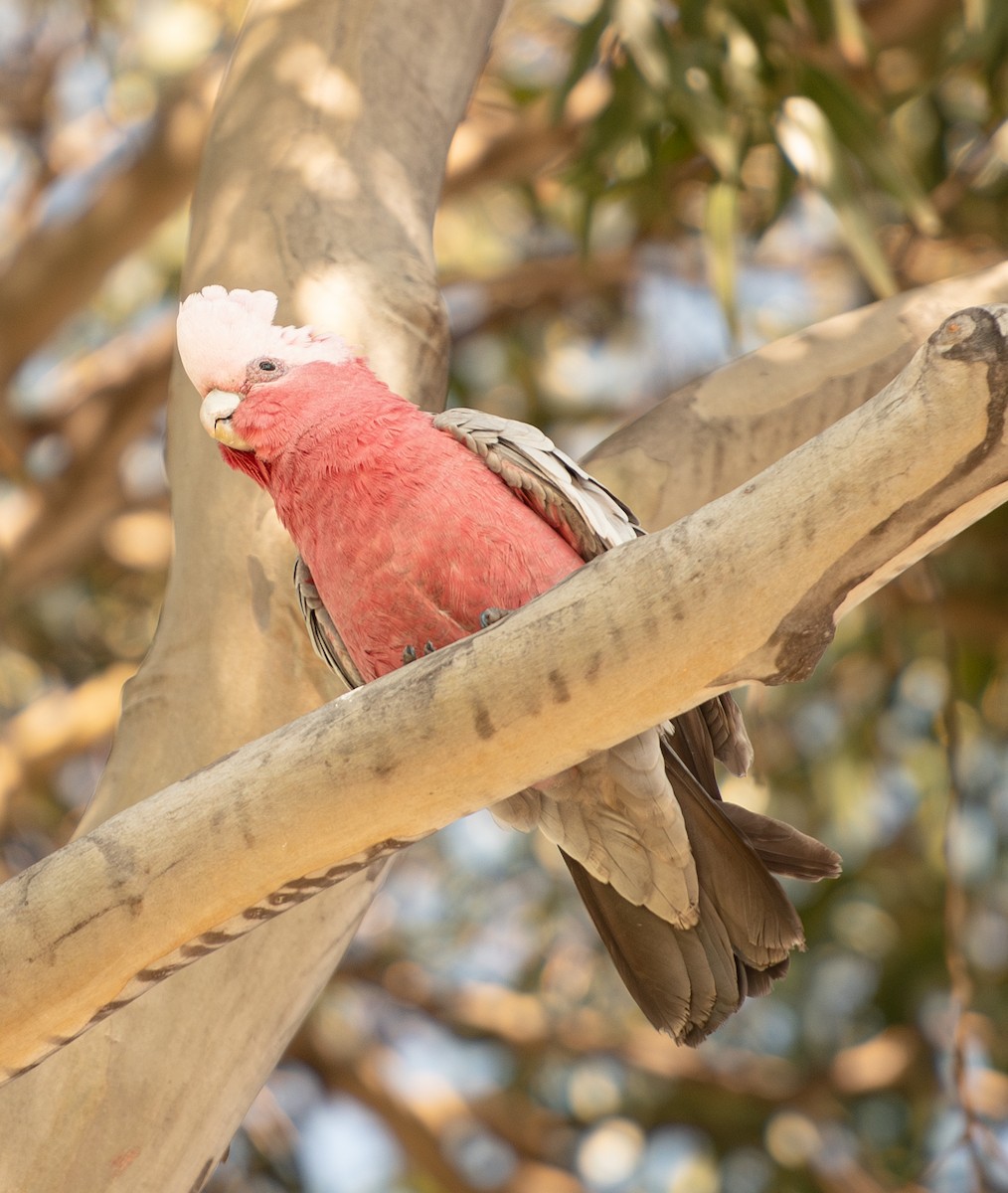 Galah - ML624540576