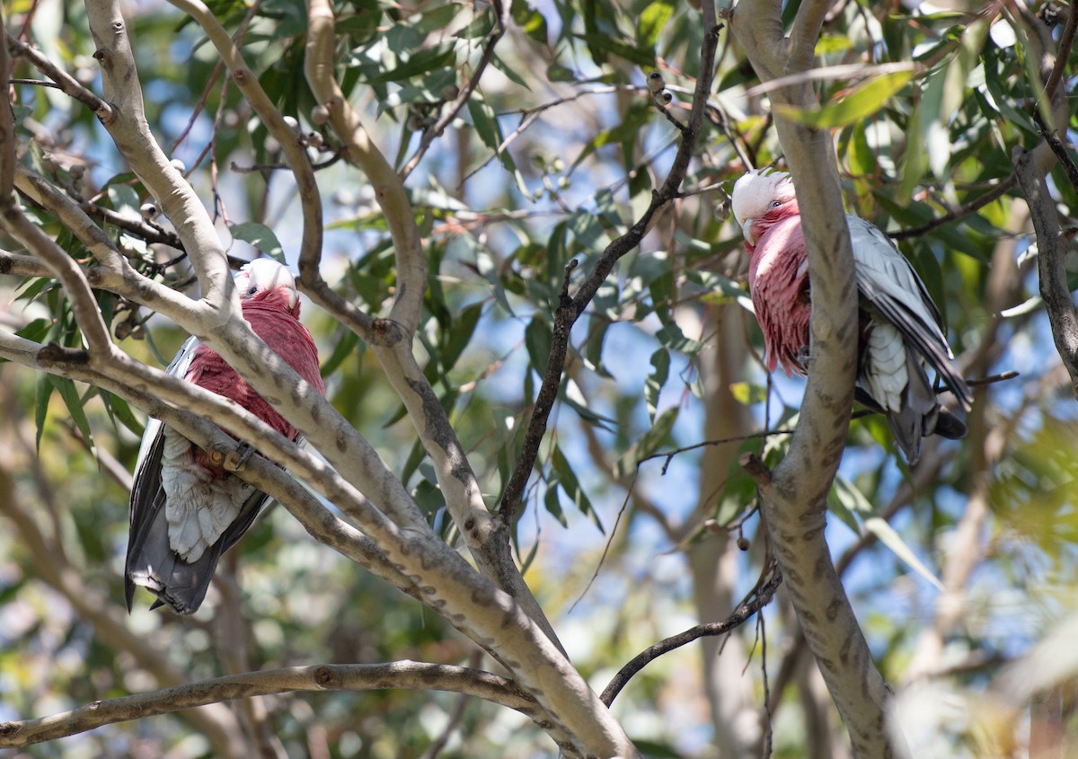 Galah - ML624540582