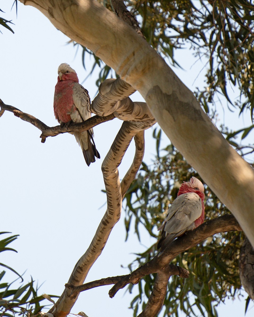 Galah - ML624540587