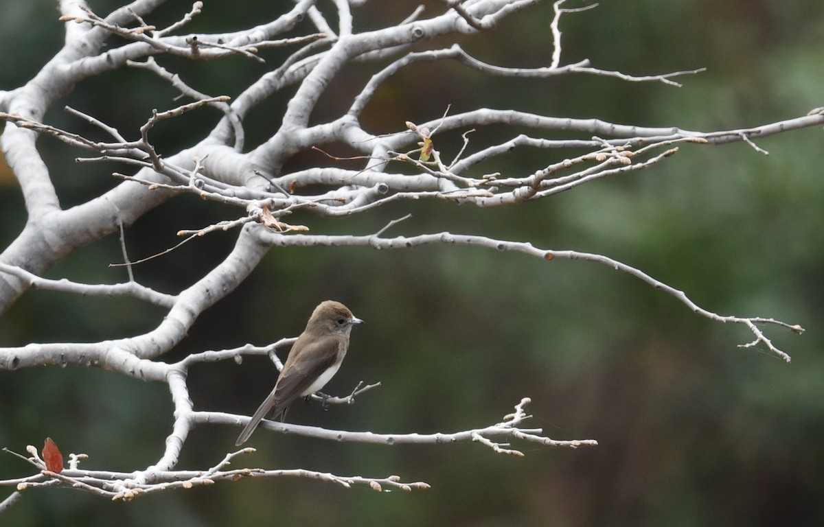 Angola Slaty-Flycatcher - ML624540611