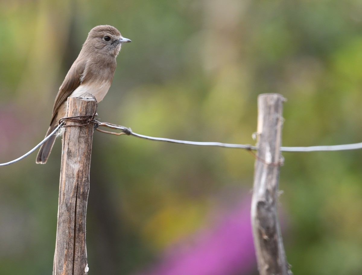 Angola Slaty-Flycatcher - ML624540618