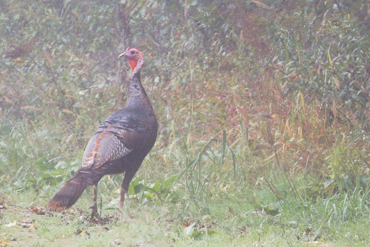 Wild Turkey - ML624540622