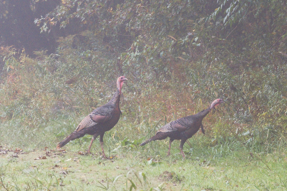 Wild Turkey - ML624540623