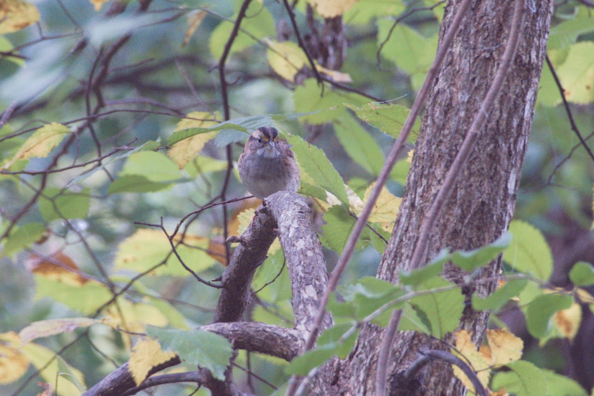 White-throated Sparrow - ML624540635