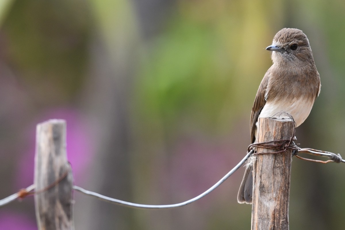 Angola Slaty-Flycatcher - ML624540639