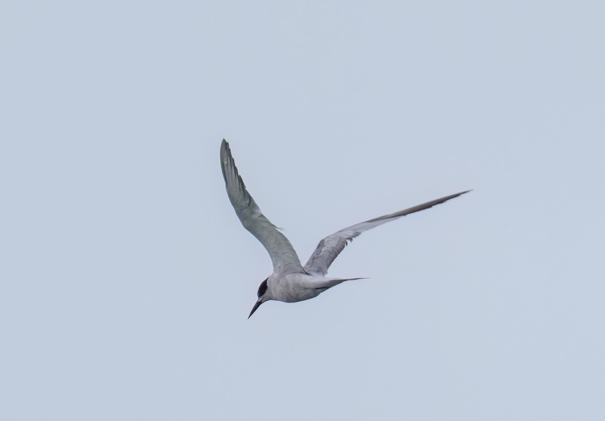 Common Tern - ML624540640