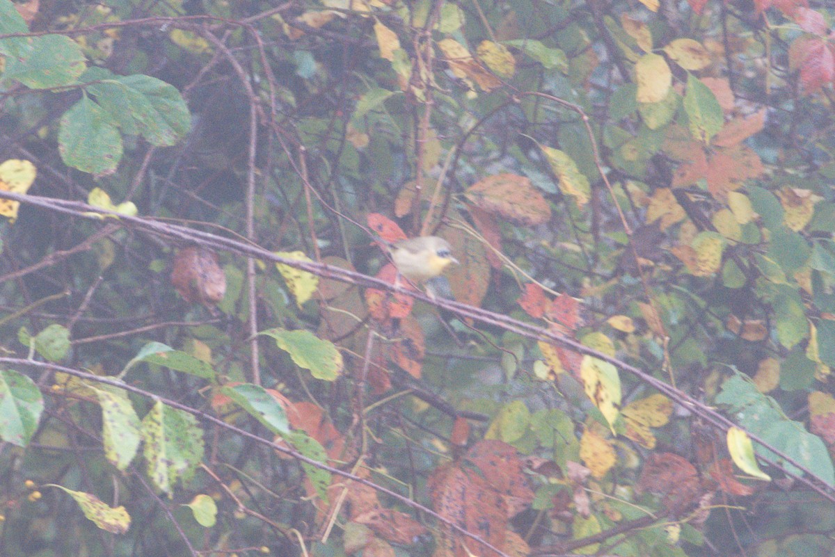 Common Yellowthroat - ML624540641