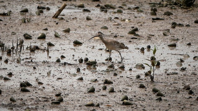 Courlis corlieu (groupe phaeopus) - ML624540647