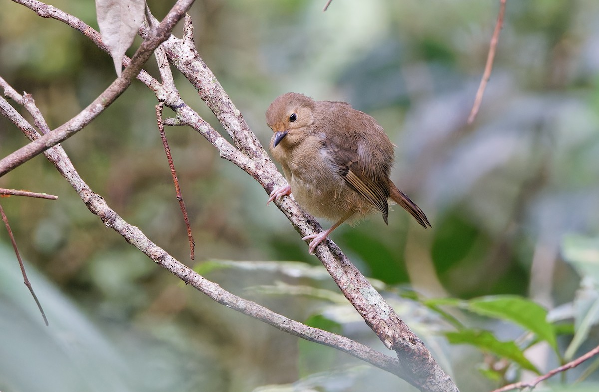 Large Scrubwren - ML624540648