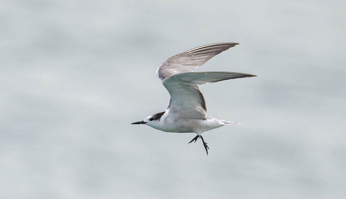 Aleutian Tern - ML624540650