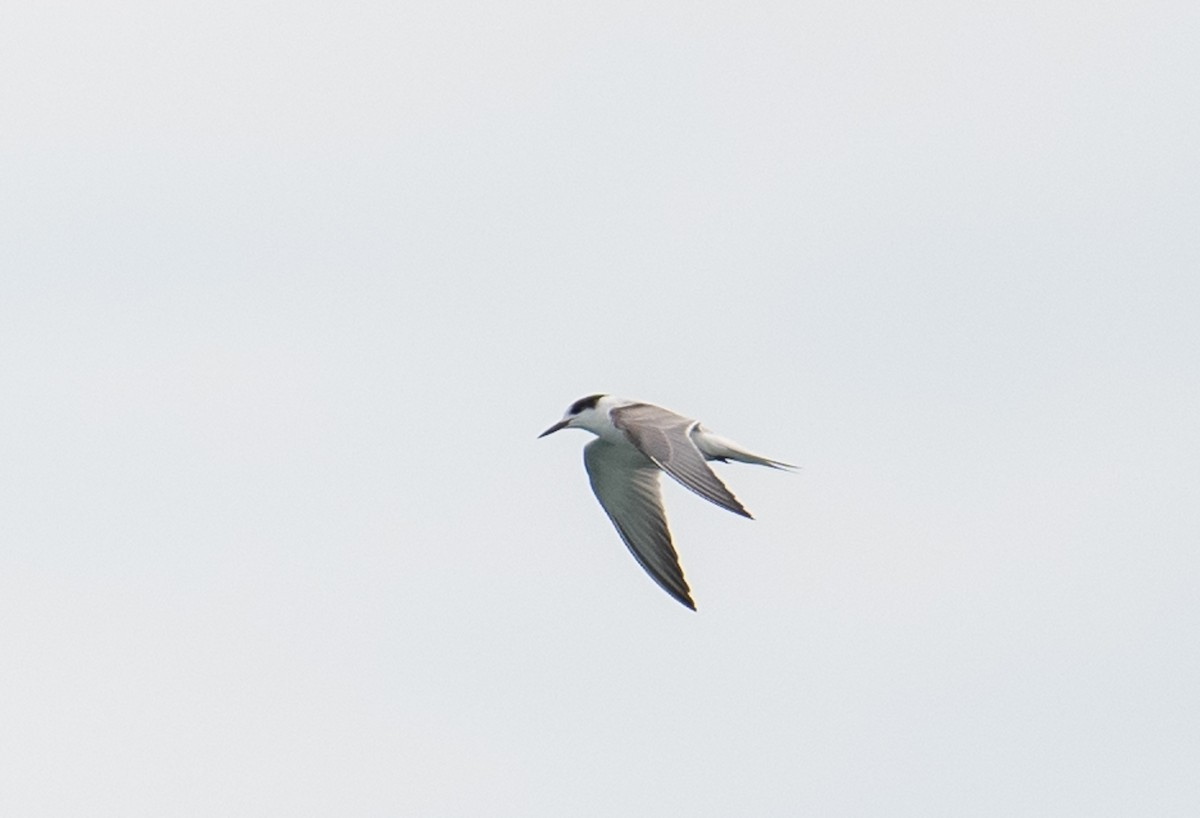 Common Tern - ML624540663