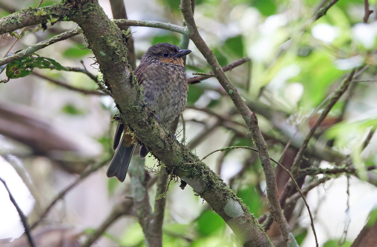 Mottled Berryhunter - ML624540674