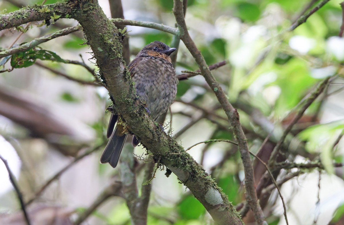 Mottled Berryhunter - ML624540676