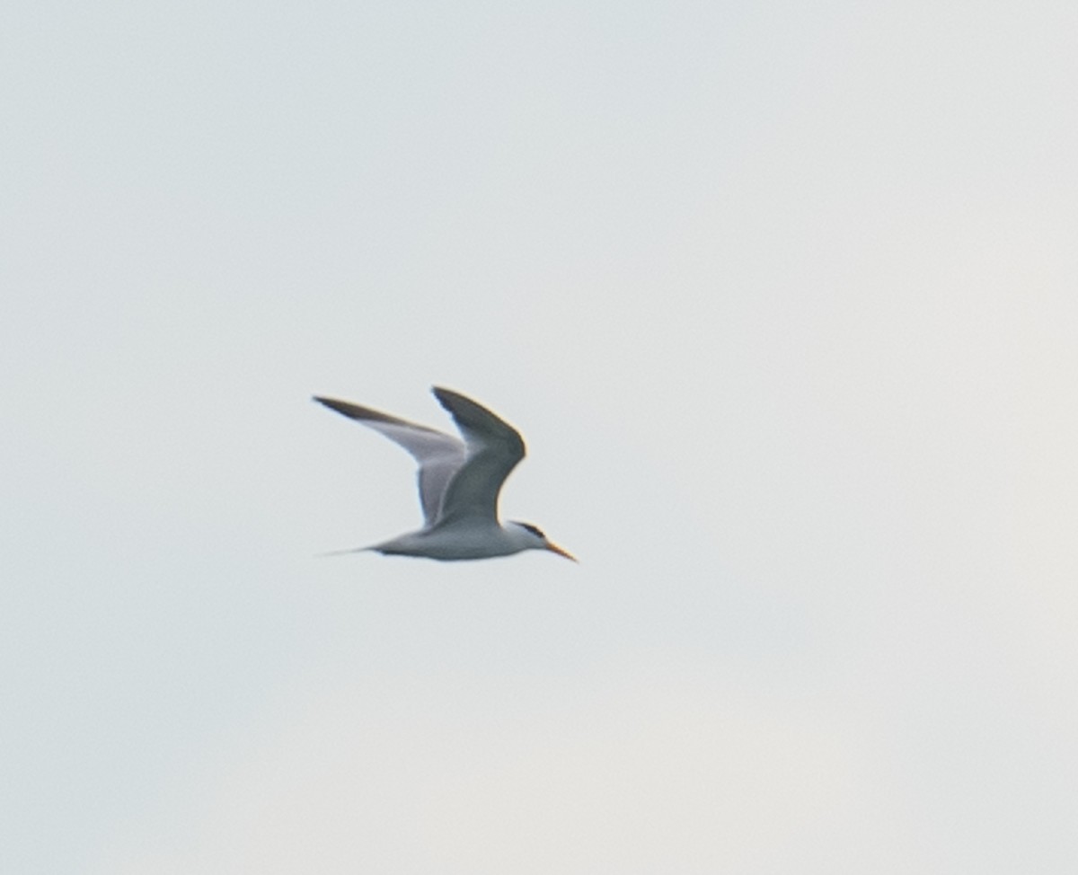 Lesser Crested Tern - ML624540678
