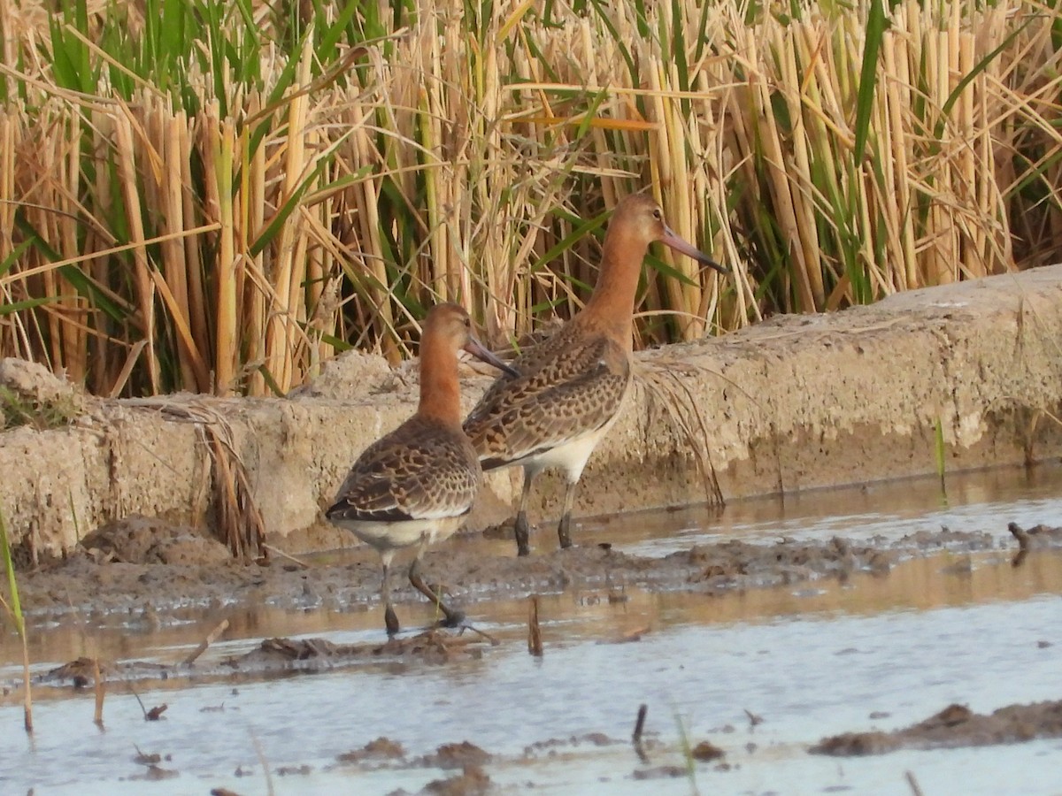 Black-tailed Godwit (islandica) - ML624540691