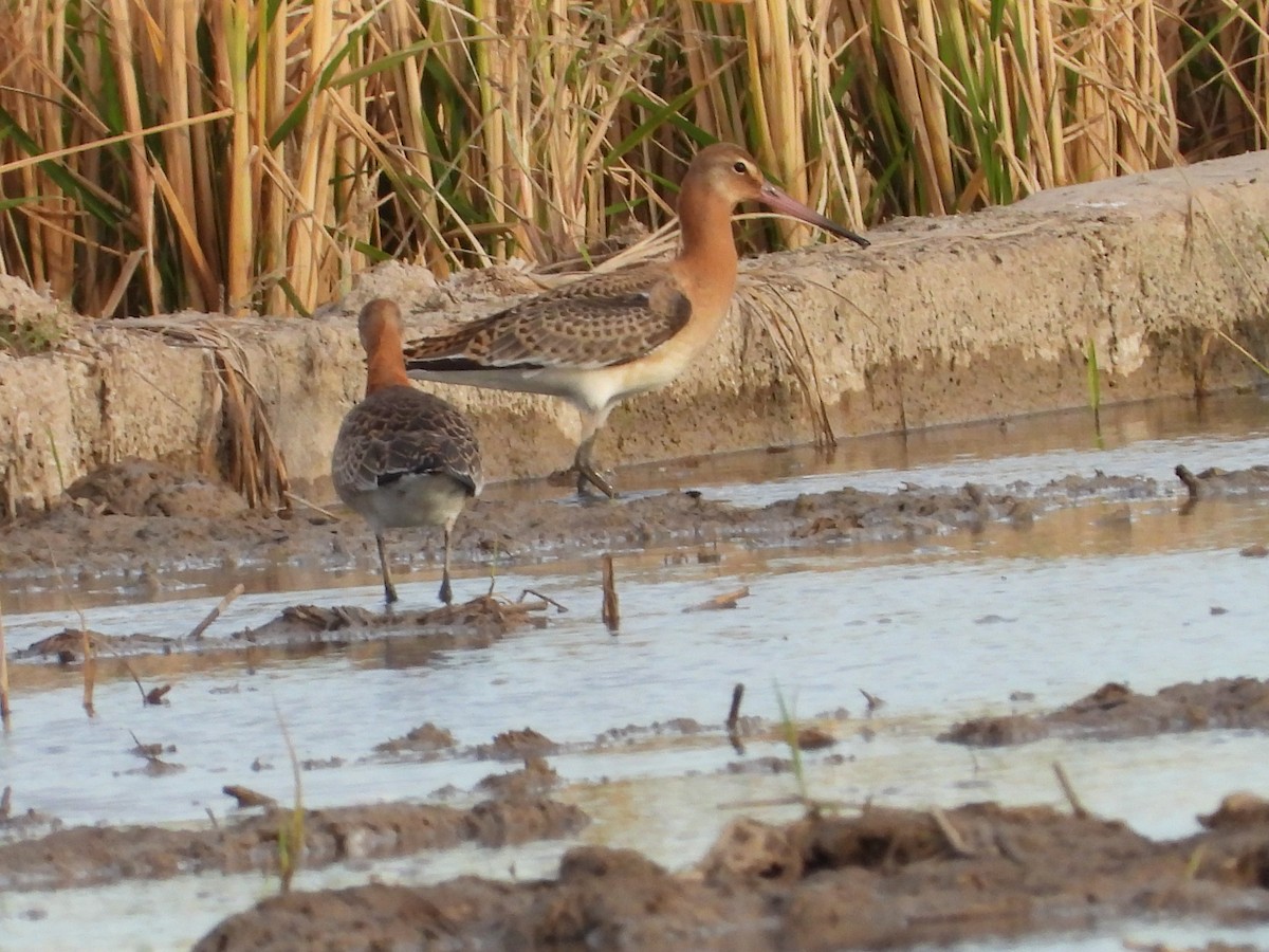 Black-tailed Godwit (islandica) - ML624540692