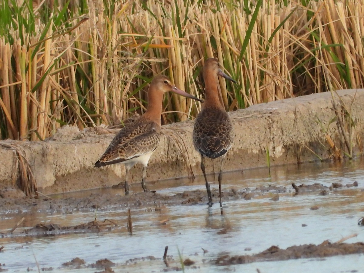 Black-tailed Godwit (islandica) - ML624540693