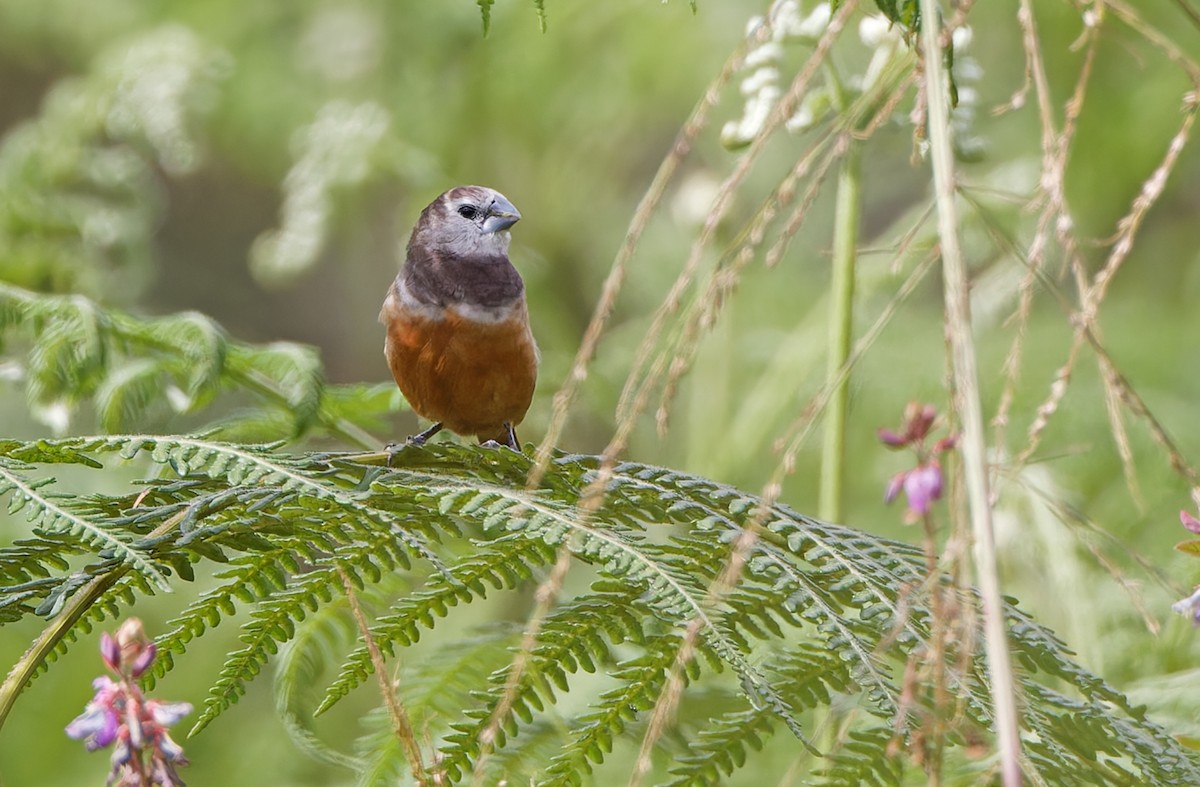 Gray-banded Munia - ML624540697