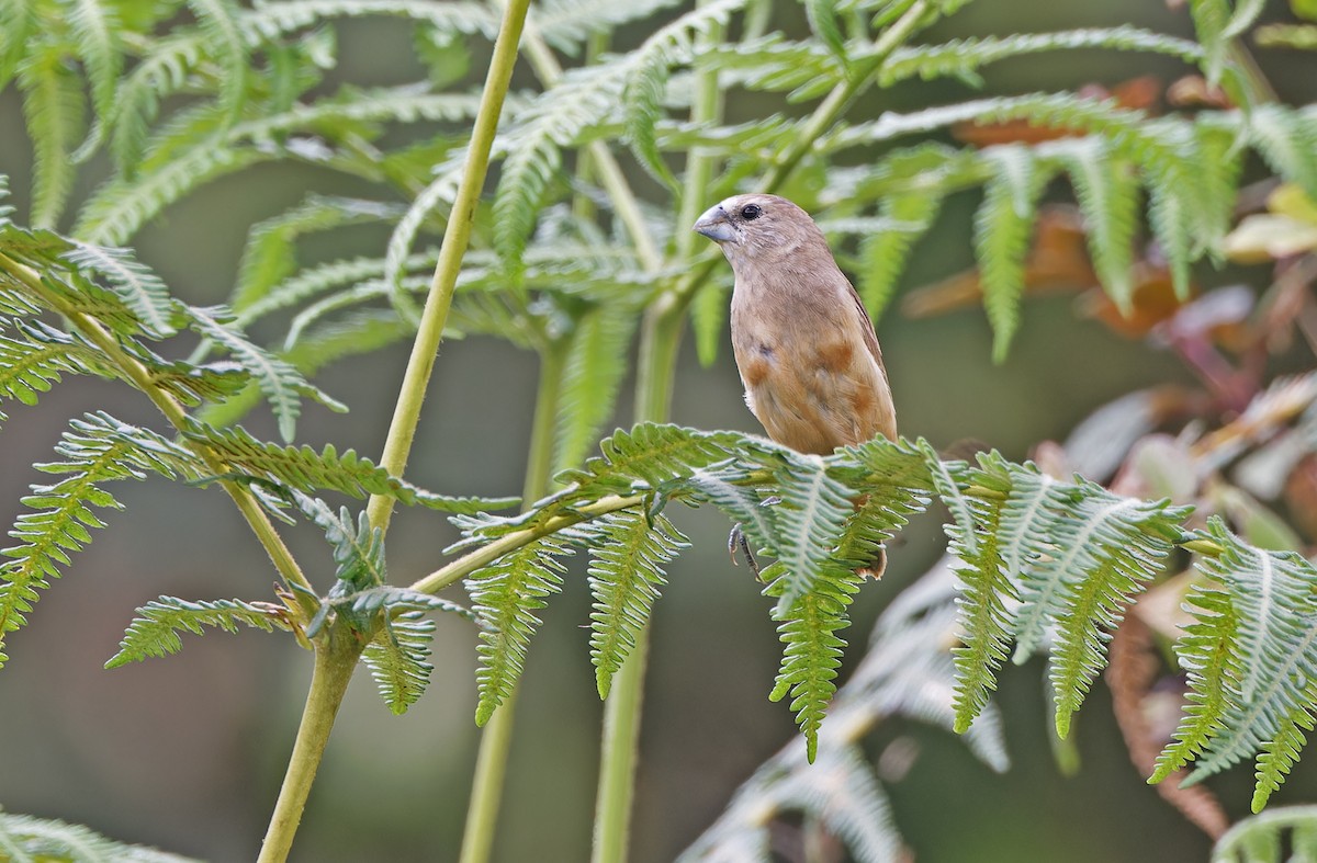 Gray-banded Munia - ML624540699