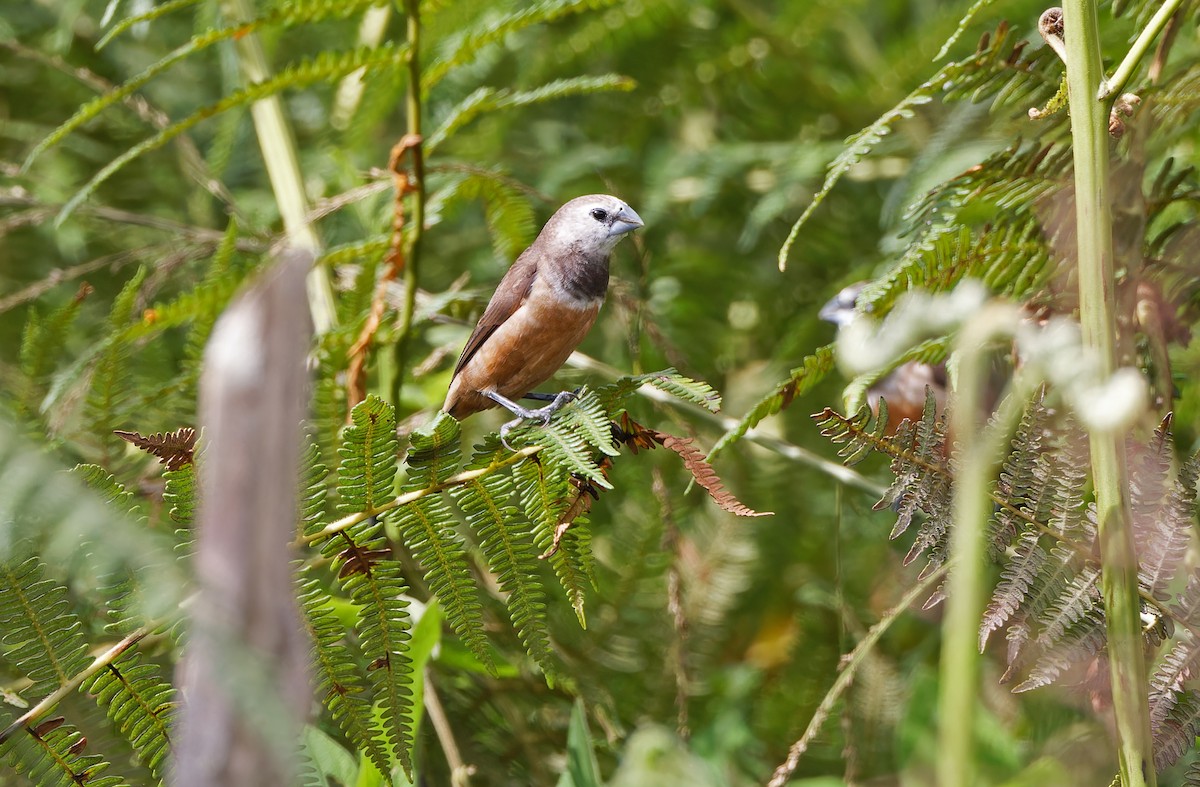 Gray-banded Munia - ML624540700