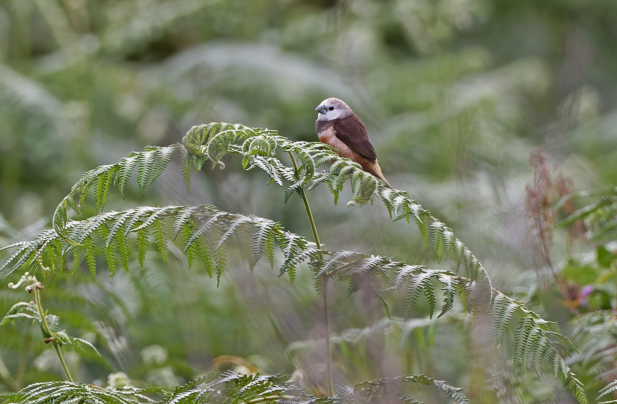 Gray-banded Munia - ML624540701