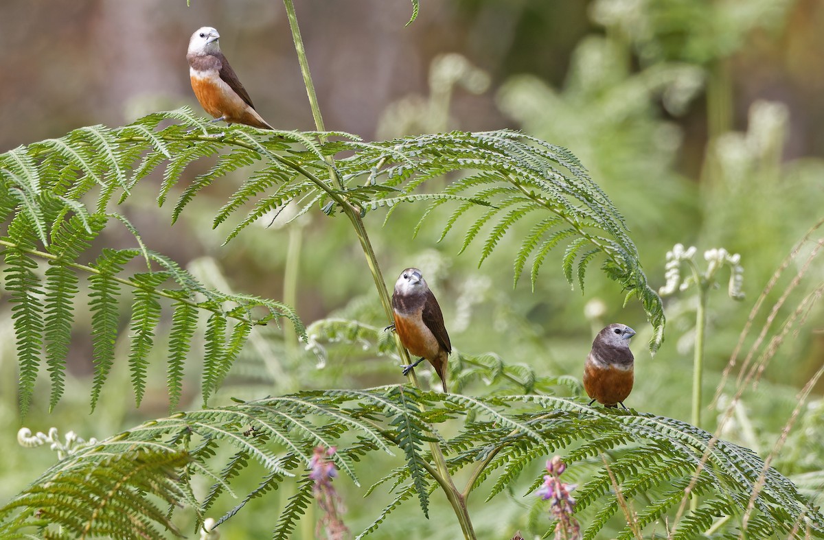 Gray-banded Munia - ML624540702