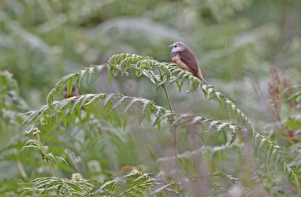 Gray-banded Munia - ML624540703