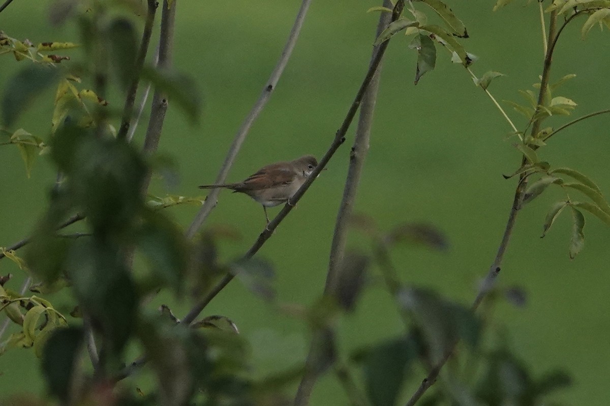 Greater Whitethroat - ML624540705