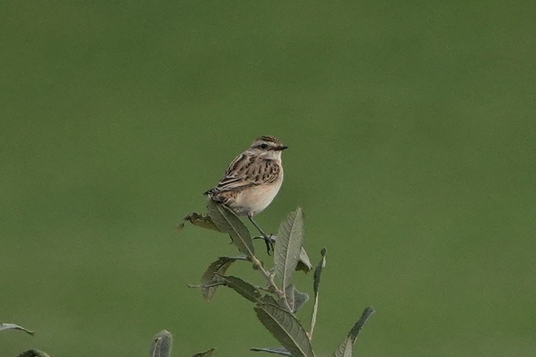 Whinchat - ML624540706