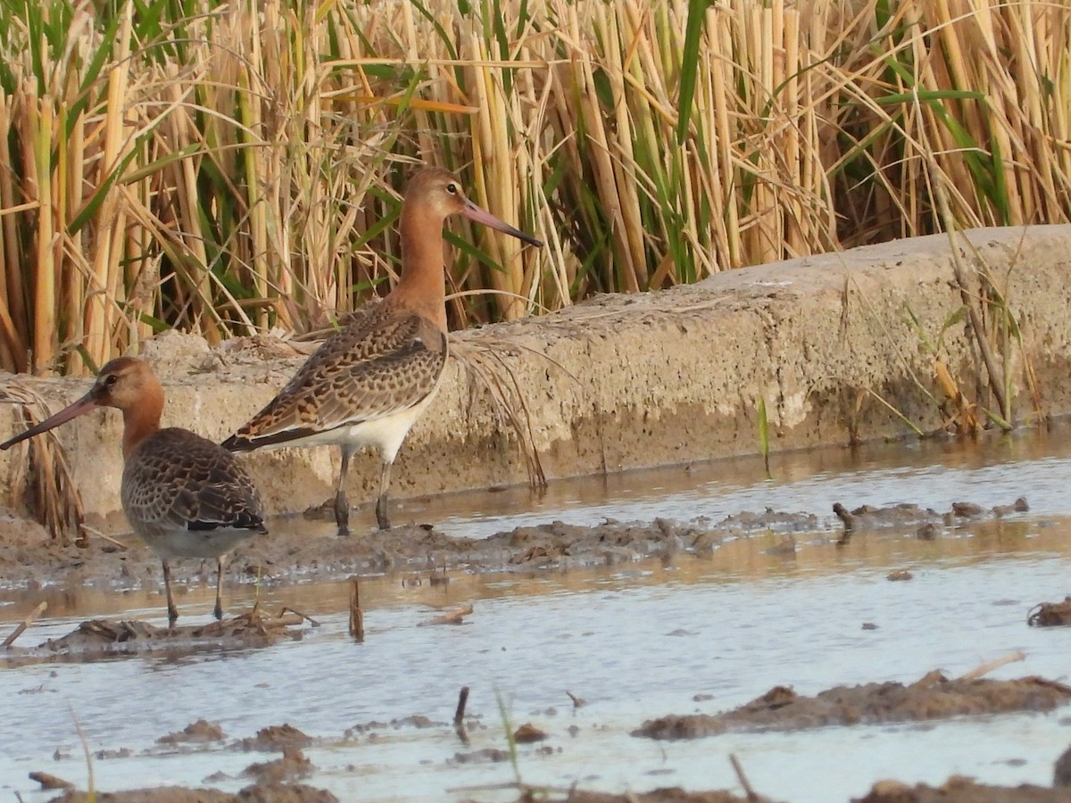 Black-tailed Godwit (islandica) - ML624540707