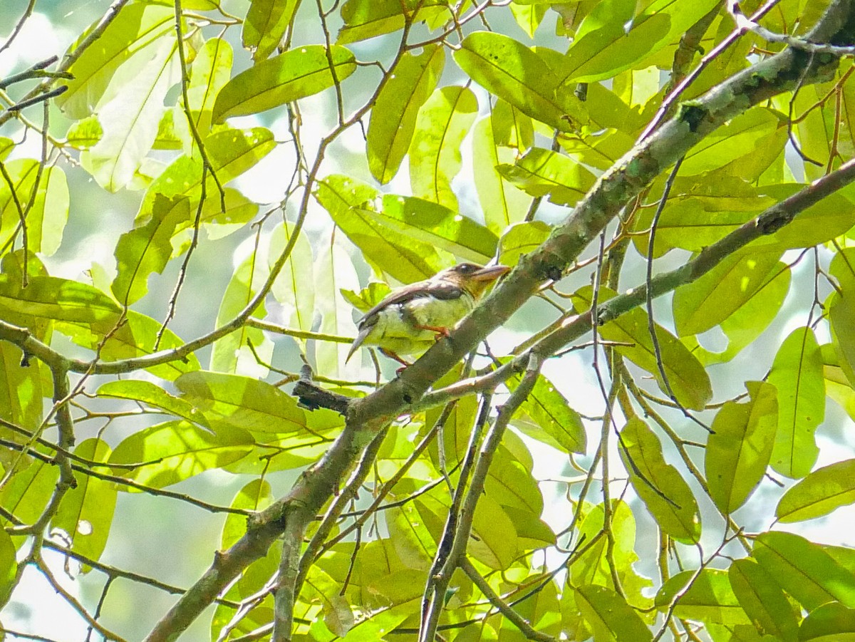 Sooty Barbet - ML624540708