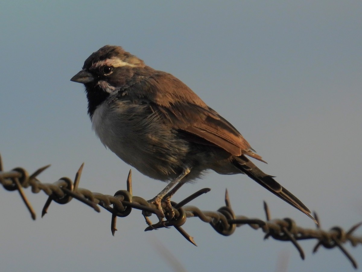 Black-throated Sparrow - ML624540709