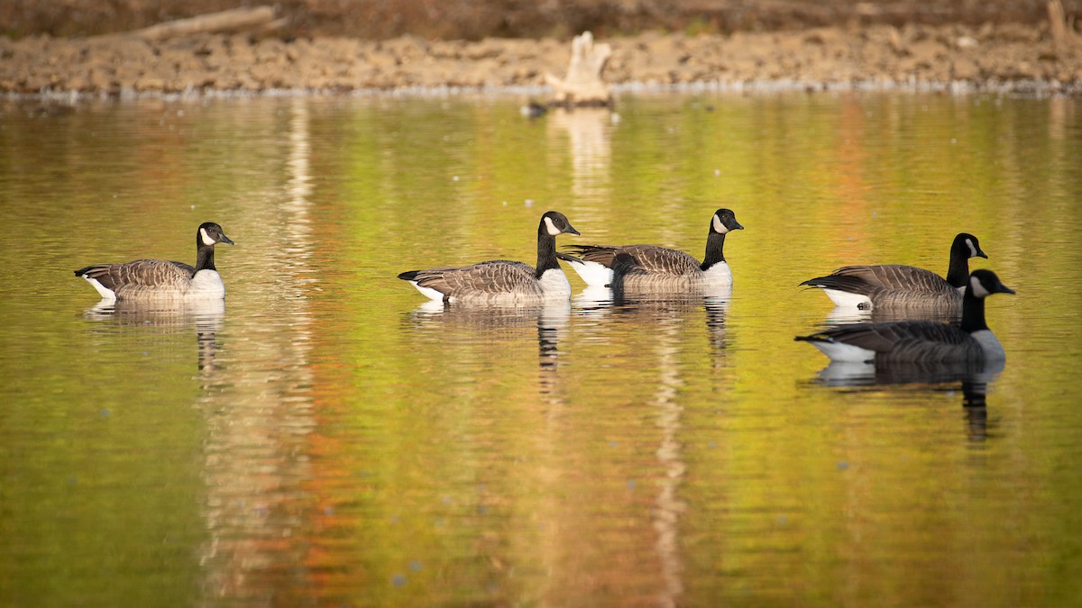 Canada Goose - ML624540710